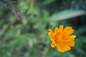 yellow flower in the garden