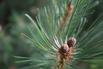 close up of a pine cone