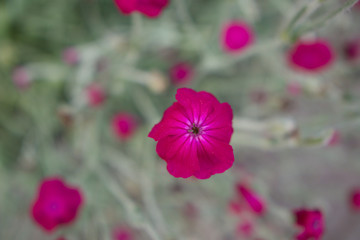 pink cosmos flowers