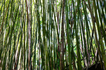 Beautiful green bamboo tree background