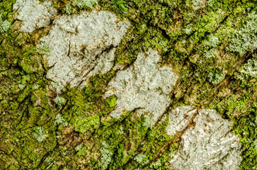 Algae And Lichen On Cracked Tree Bark