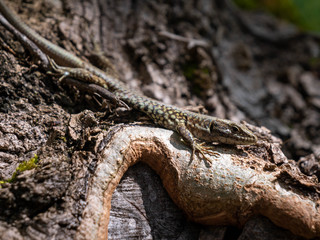 Lézard des murailles.