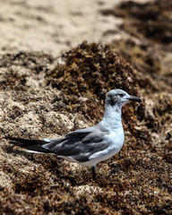 Grey and White Pigeon on seaweed