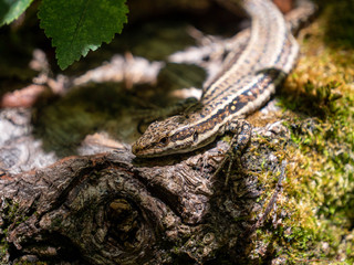 Lézard des murailles.