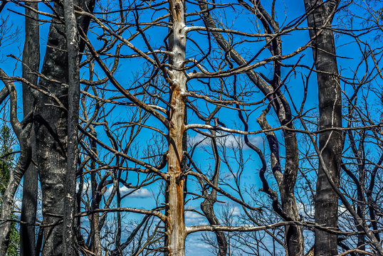 Kinglake Bushfires 3