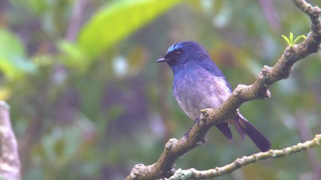 4K Nature wildlife footage of beautiful bird Stock videoIndigo Flycatcher (Eumyias indigo) in Sabah, Borneo