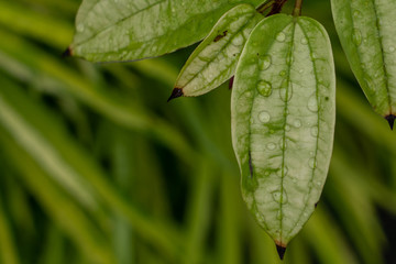 green leaf with water drops