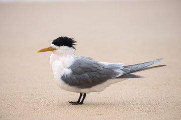 Crested Tern resting on sandy beach