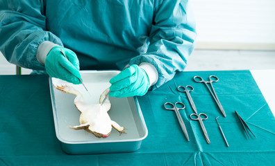 Men wearing gloves cutting frog skin by scissors and tooth forceps for anatomy biology study in basic class surgery. Frog Dissection "Basic".Frog Surgery Experiment. Frog surgery .