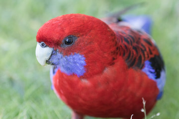 Crimson Rosella feeding on grass seeds