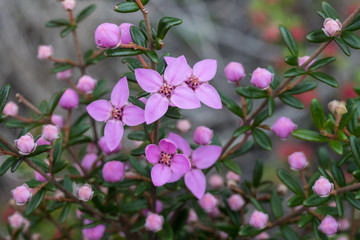 Obraz premium Sydney Boronia plant in flower