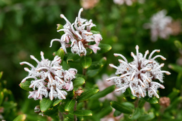 Grey Spider Flower plant in flower