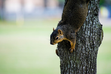 squirrel on a tree