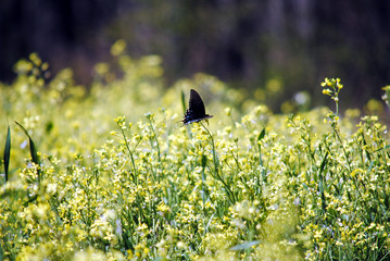 Butterfly on flowers