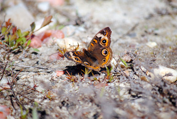 Buckeye Butterfly
