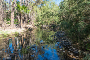 Fototapeta na wymiar The tranquil National Park Carnarvon Gorge Creek, Queensland, Australia 