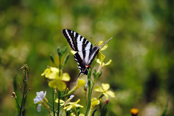 Zebra Swallowtail Butterfly