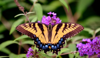 Monarch butterfly on a flower