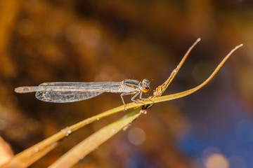 Common Flatwing on a plant stem near