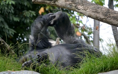 A young gorilla playing in the grass © LaToya