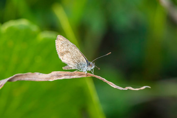 Common Grass Blue resting on a leaf