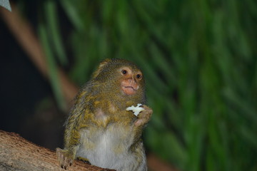 Pygmy marmoset eating an apple