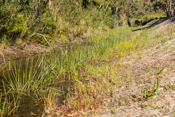 Nameless creek beside Tilligerry State Conservation Area