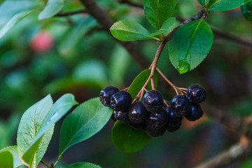 black berries of Aronia