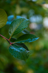 green leaf of Aronia with water drops