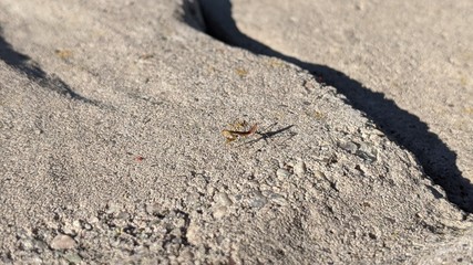 baby praying mantis on concrete