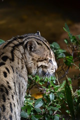 Close up of an ocelot