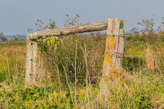 Fence in a overgrown field