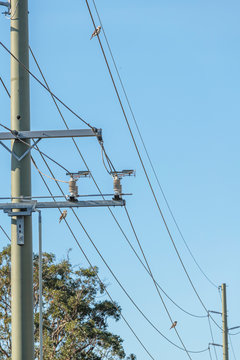 Laughing Kookaburras On A Powerline