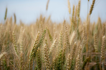 field of wheat