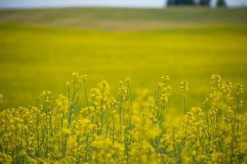 field of yellow flowers