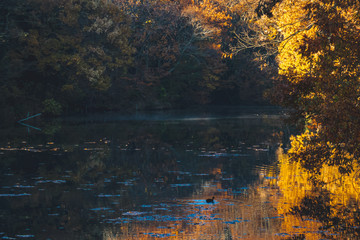 Fototapeta premium 震生湖の紅葉