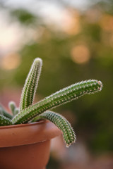 Cactus of the species Chamaecereus silvestrii. Elongated cactus in flowerpot. Echinopsis chamaecereus cactus. Snake cactus.