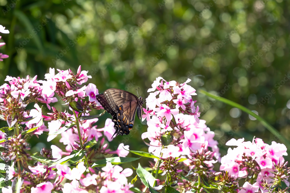 Canvas Prints Black Swallowtail butterfly.
The Black Swallowtail is a common butterfly in Wisconsin.