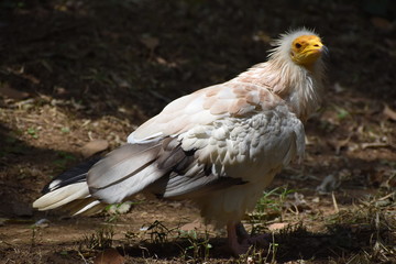 Obraz premium エジプトハゲワシ