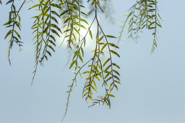 green bamboo leaves