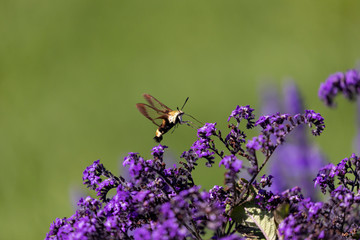 The snowberry clearwing  is sometimes called 