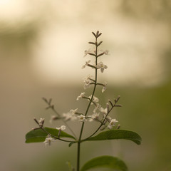 white flowers on a green background