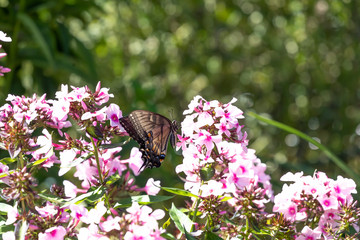 Black Swallowtail butterfly.
The Black Swallowtail is a common butterfly in Wisconsin.