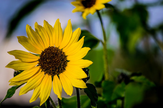 Girasol