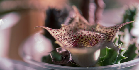 Starry fleecy flower of the Orbea plant. Macro, narrow focus.