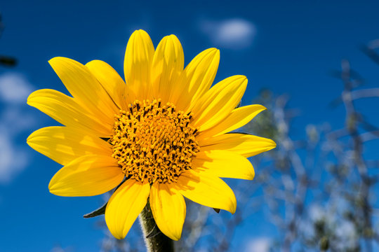 Girasol