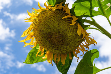 sunflower is finished blooming in end of summer.