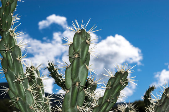 Cactus