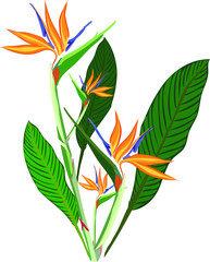 Birds Of Paradise Flower Hawaiian Floral Pattern. Tropical Flowers