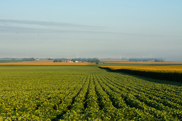 Fototapeta na wymiar Soybean Field
